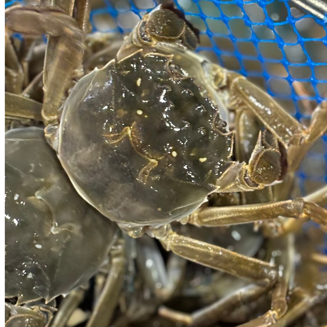 螃蟹（江苏）3.5两5-6只一公斤现称
