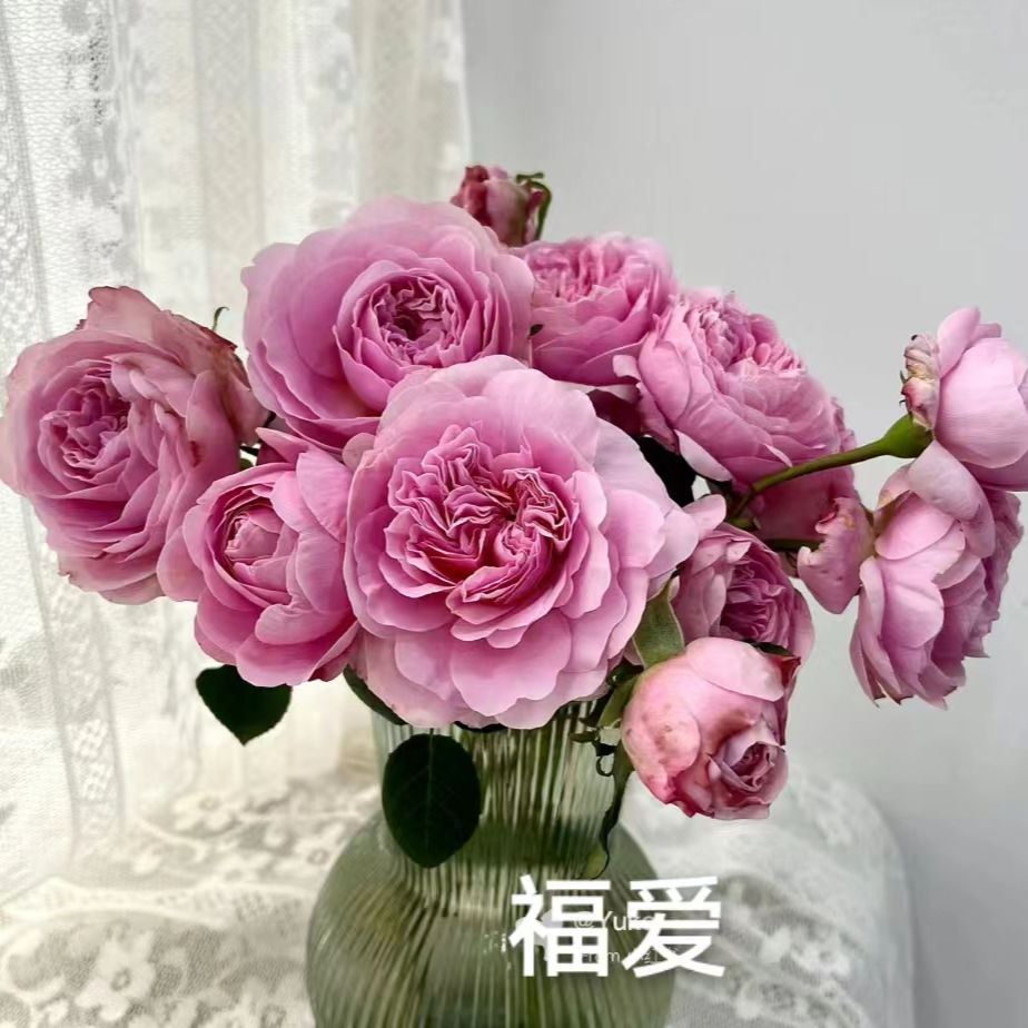 福爱中苗   四季灌木月季