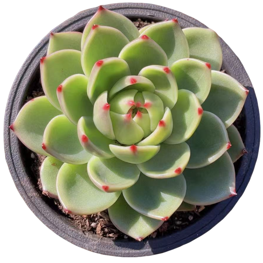 精控单头大蓝龙【满19包邮】