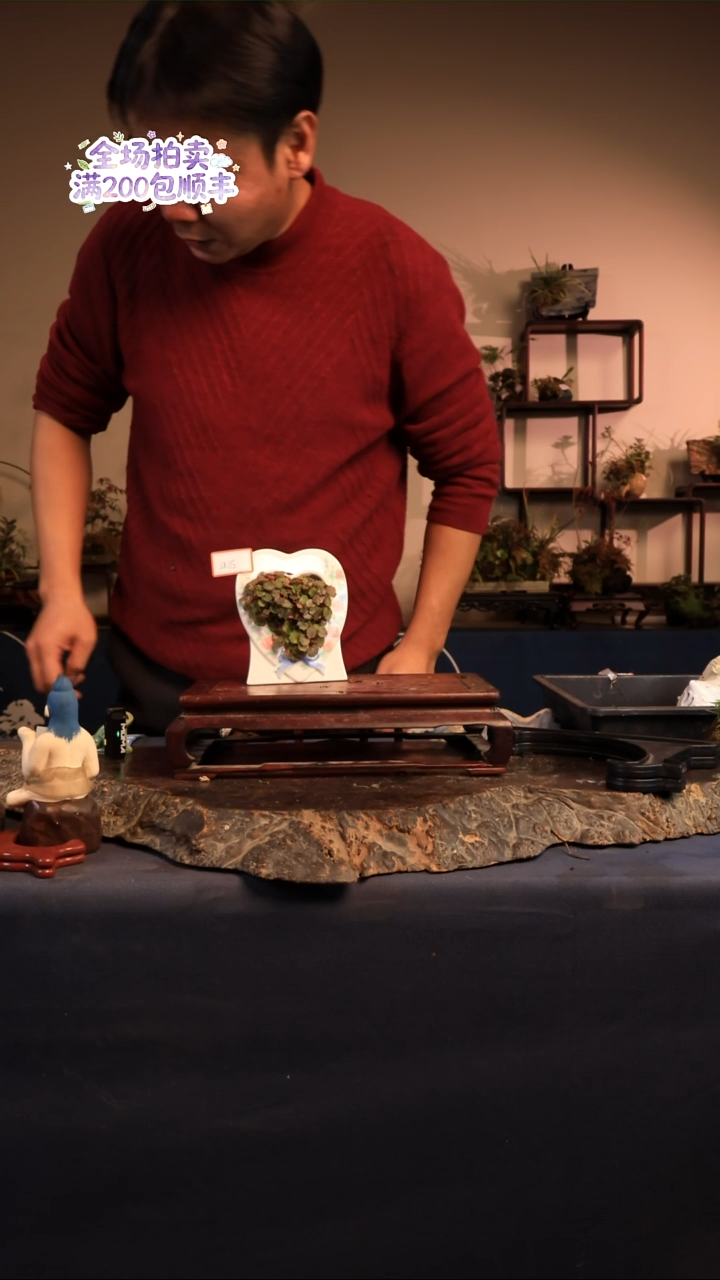 完全开放A15草本植物 不包邮