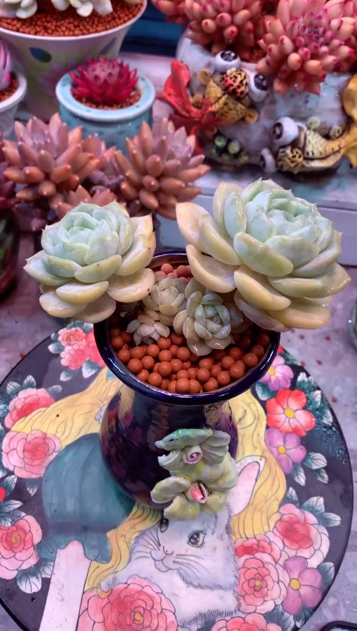 劳林049H（一物一拍，精品多肉，w所见即所得 ）