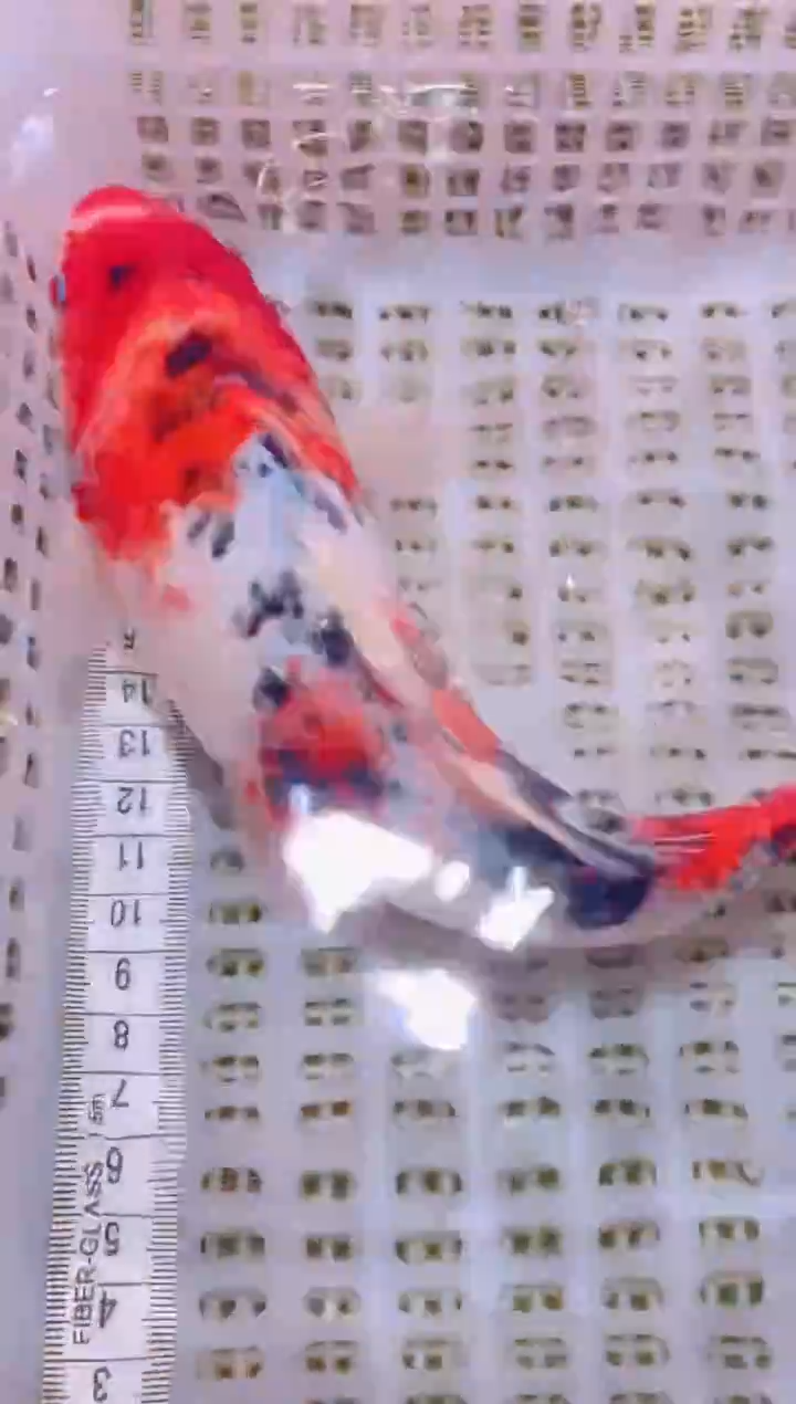 锦鲤冷水观赏鱼全场包邮56