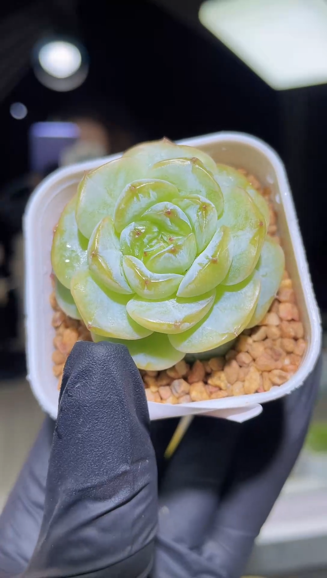 闪购1837  白色向日葵多肉一颗  4厘米