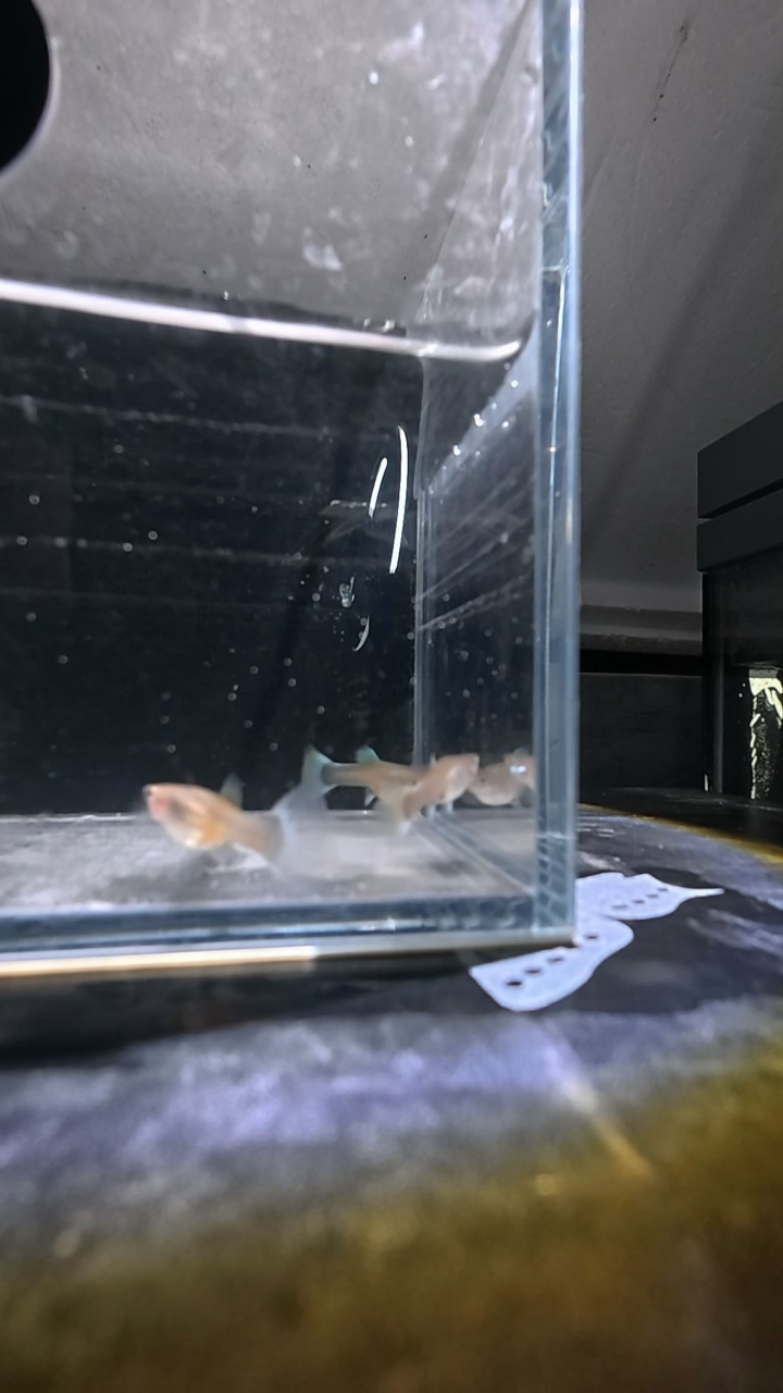 孔雀鱼6号 两单包邮