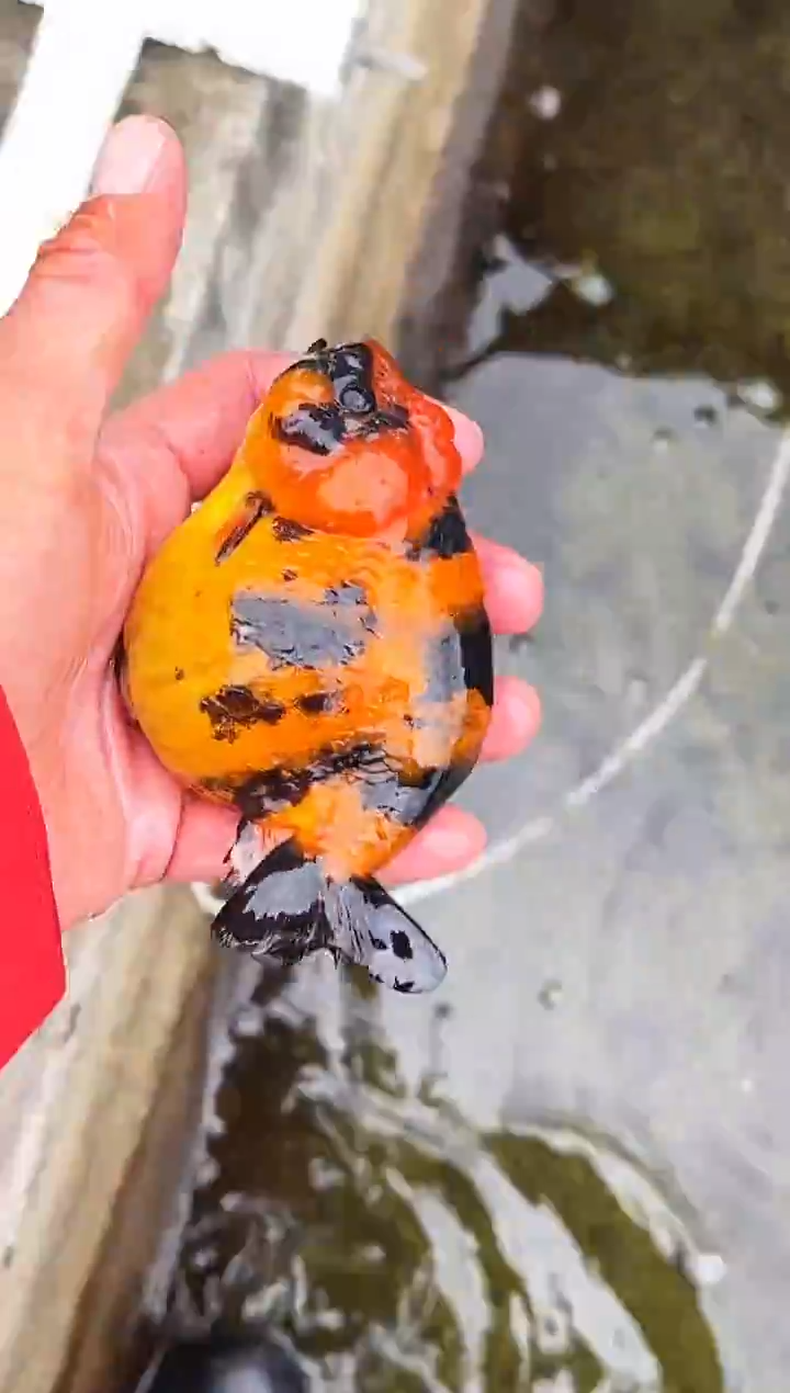 金鱼?****?水娃娃观赏鱼兰寿金鱼  不包邮 