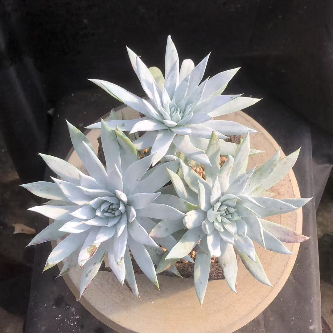 雪奴老桩精控 仙气飘飘 