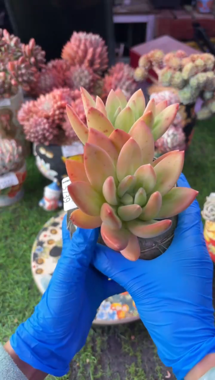 昆明印象多肉5739