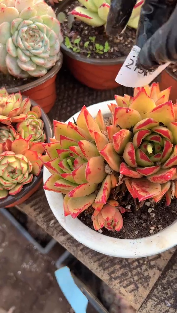 秋**^多肉植物一物一拍21310