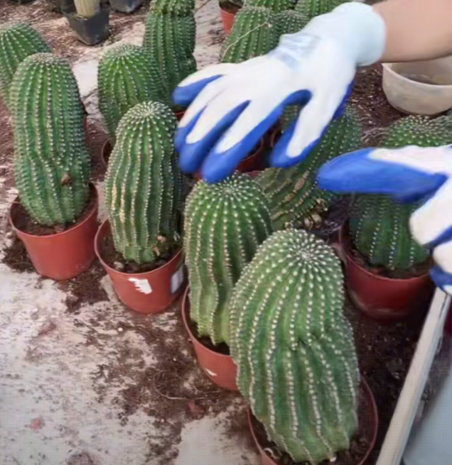 二妹园艺【 1颗  大号黄花黑喉   微瑕 】带盆土随机发货