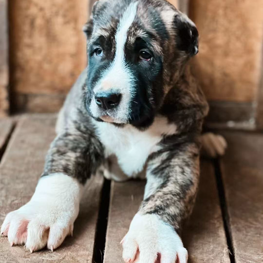 【中亚牧羊犬】牧羊犬活体狗狗