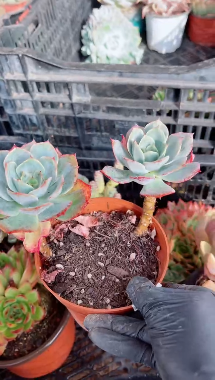 多*多肉植物一物一拍21098