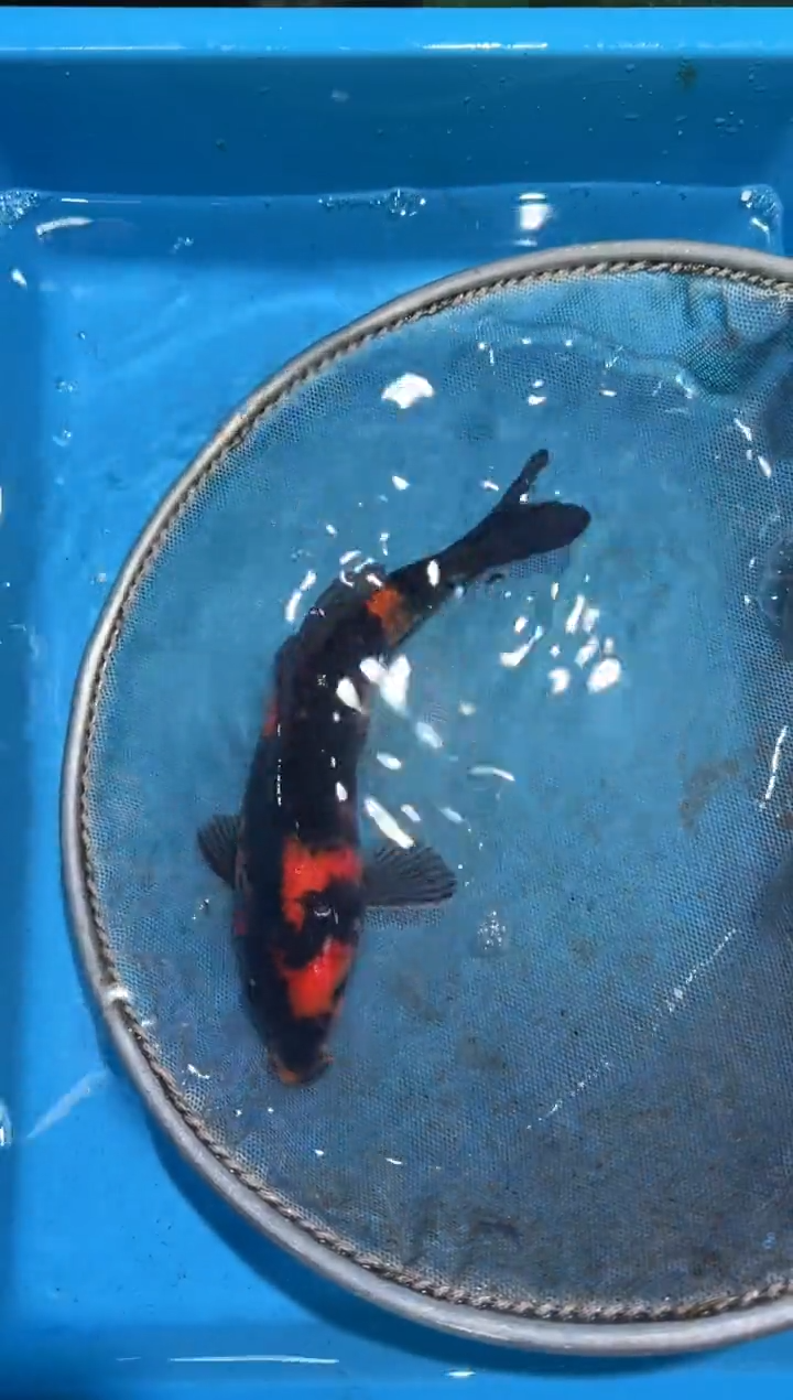 锦鲤点关注右下角竞拍链接出价