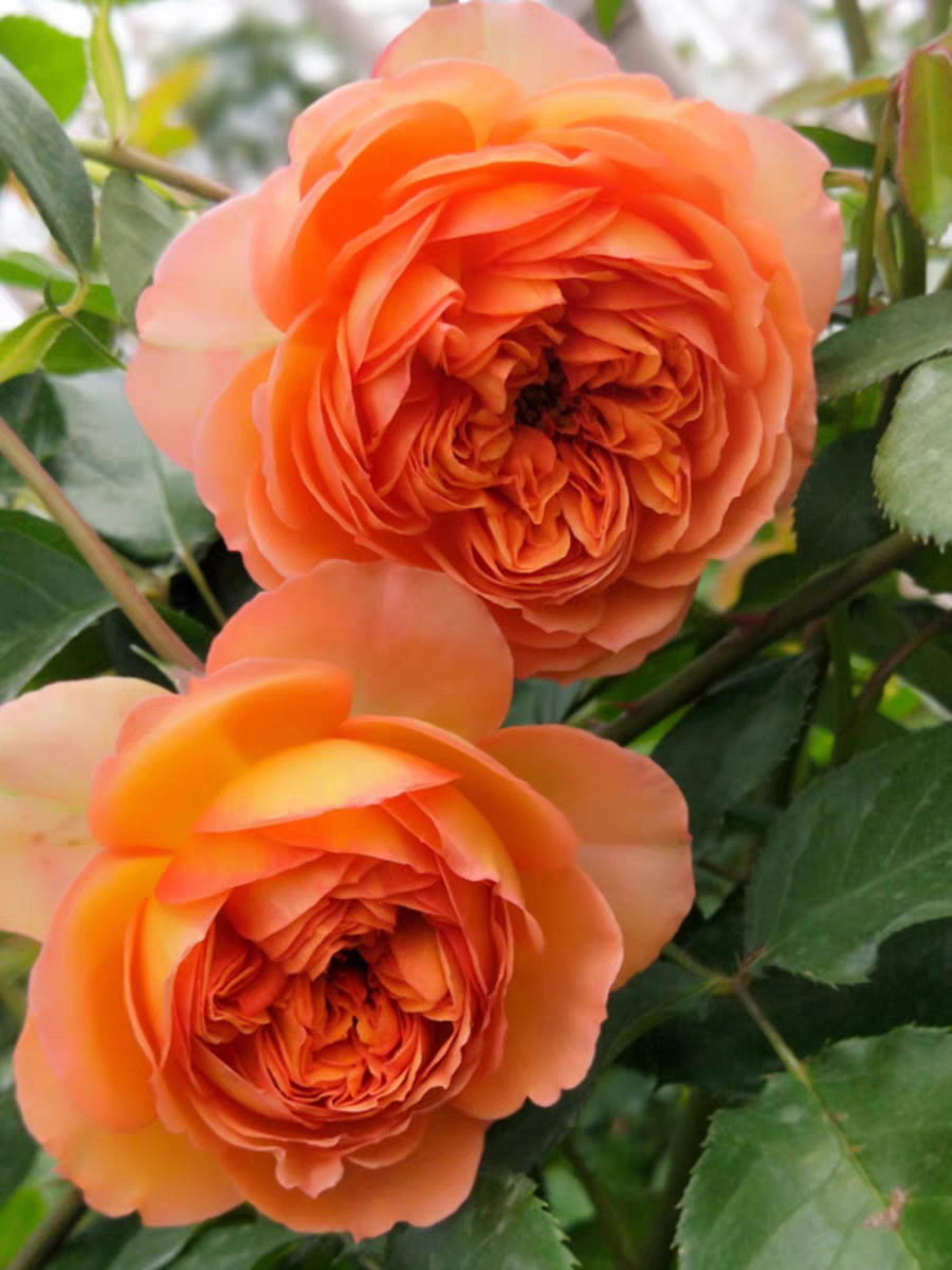 蜂蜜焦糖 多头四季勤花 爬藤月季花苗