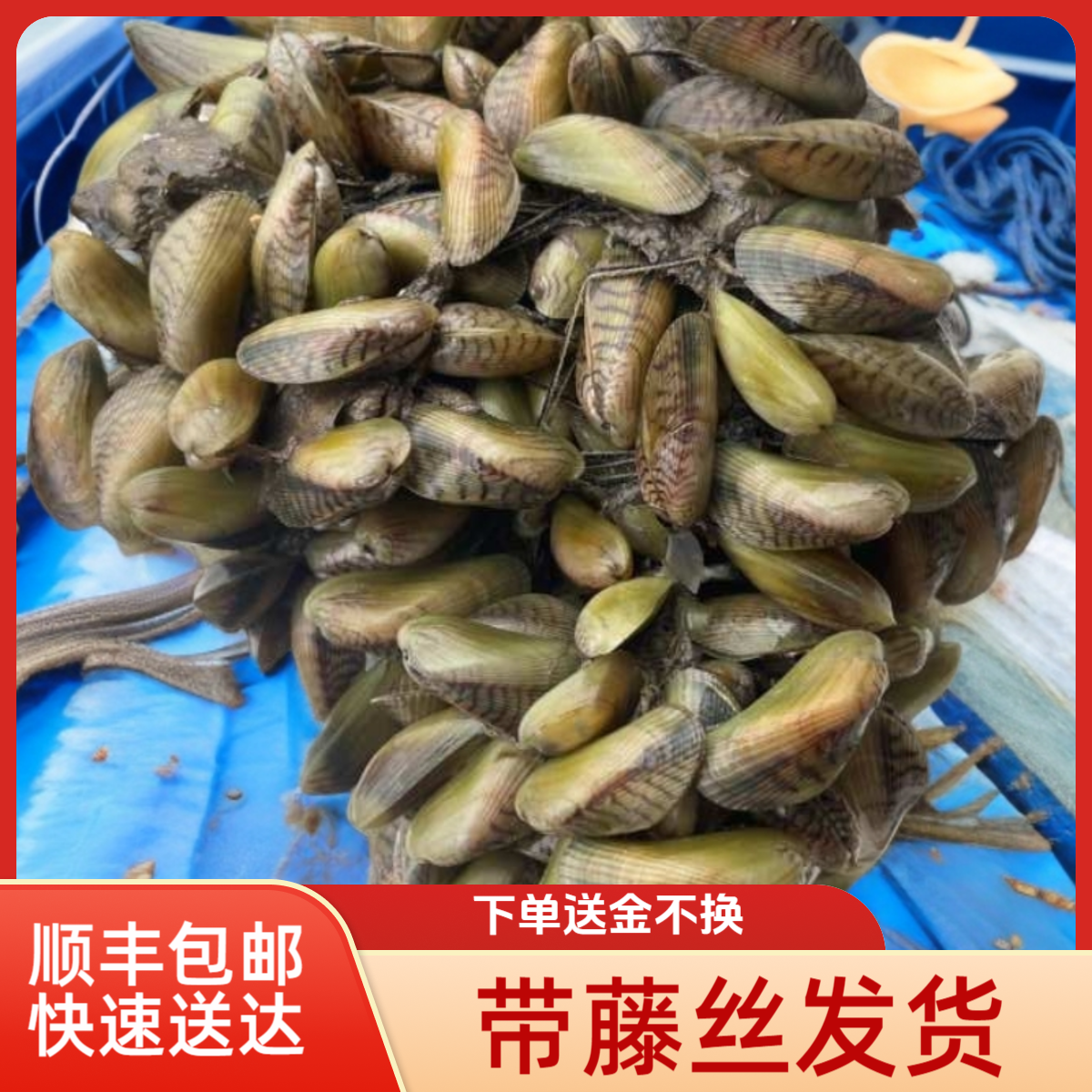 【带藤薄壳】潮汕海瓜子顺丰包邮