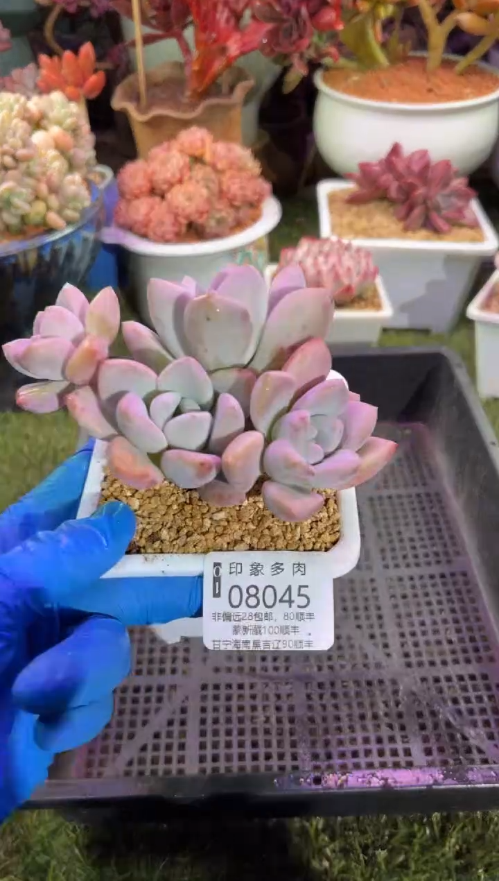 【闪购商品】08045