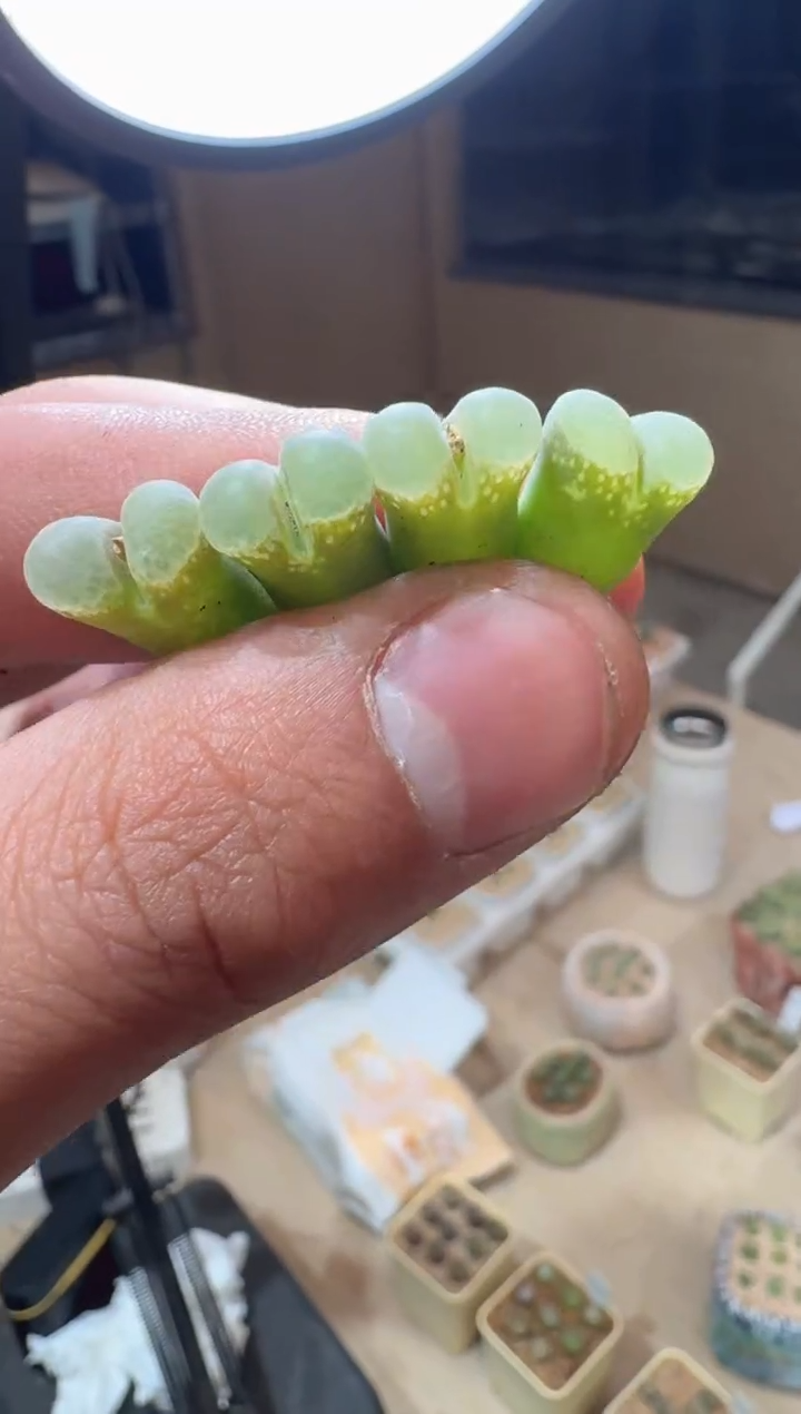 109多肉植物肉锥粉白冰沙一颗