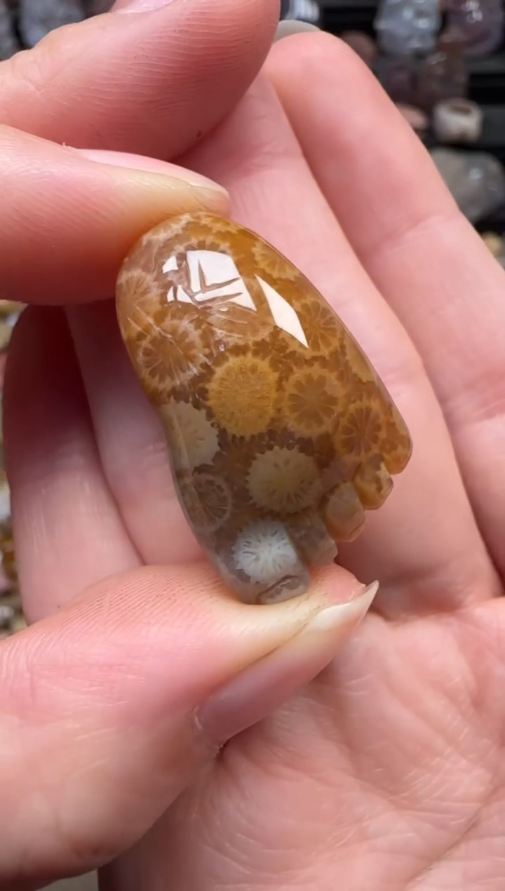 颈饰未镶嵌硅化珊瑚（珊瑚玉）724