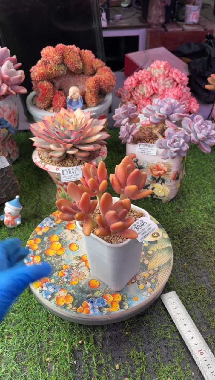 昆明印象多肉3946