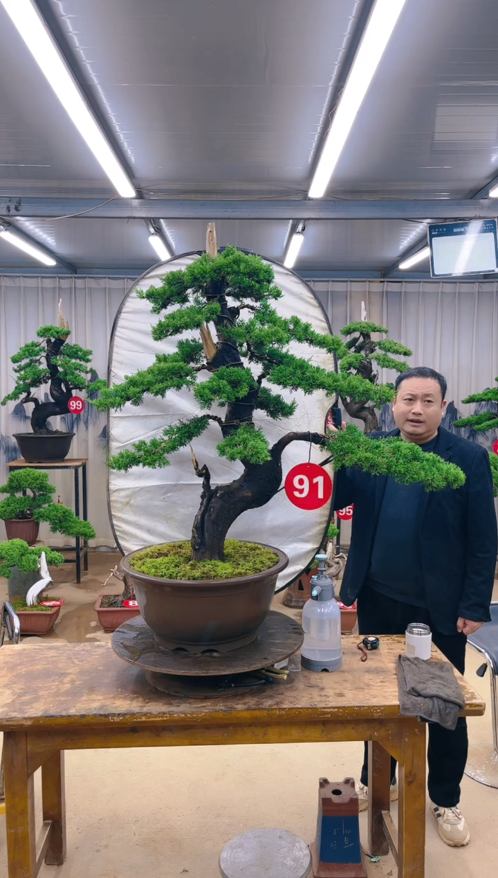 无花朵精品盆景 一物一拍