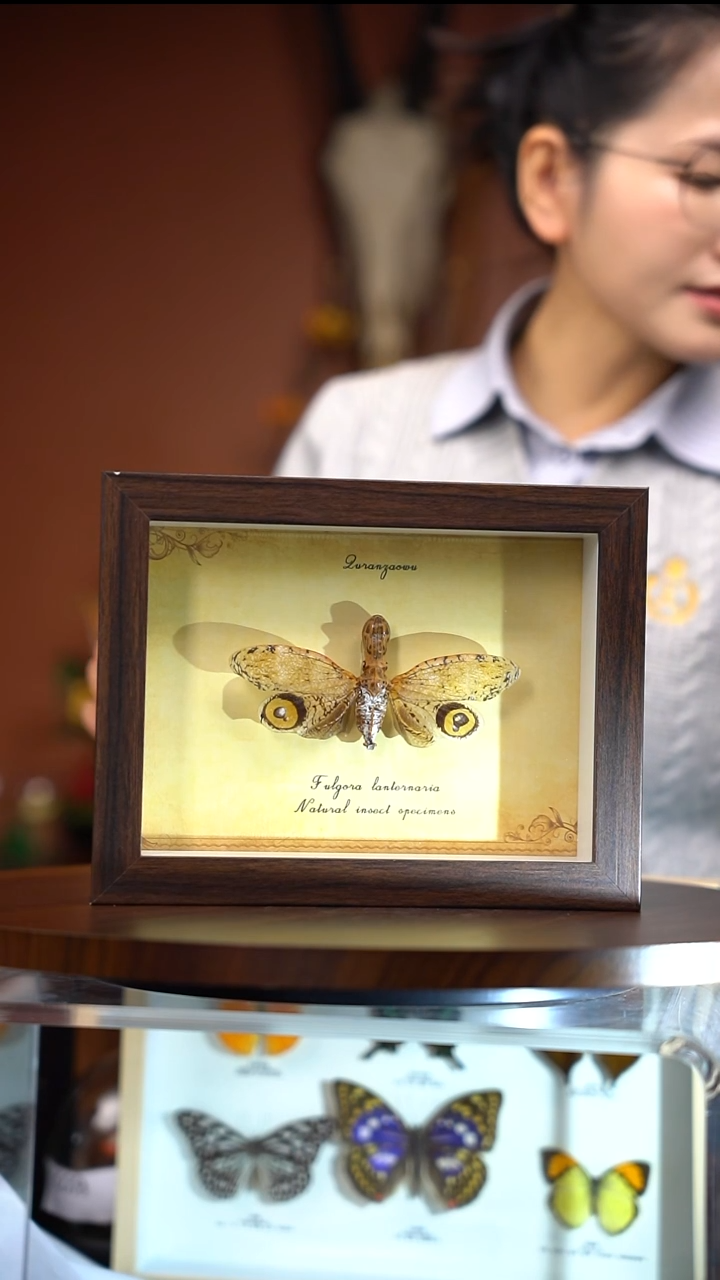 R206    提灯蜡蝉   微瑕   一图一物  拍下不退不换