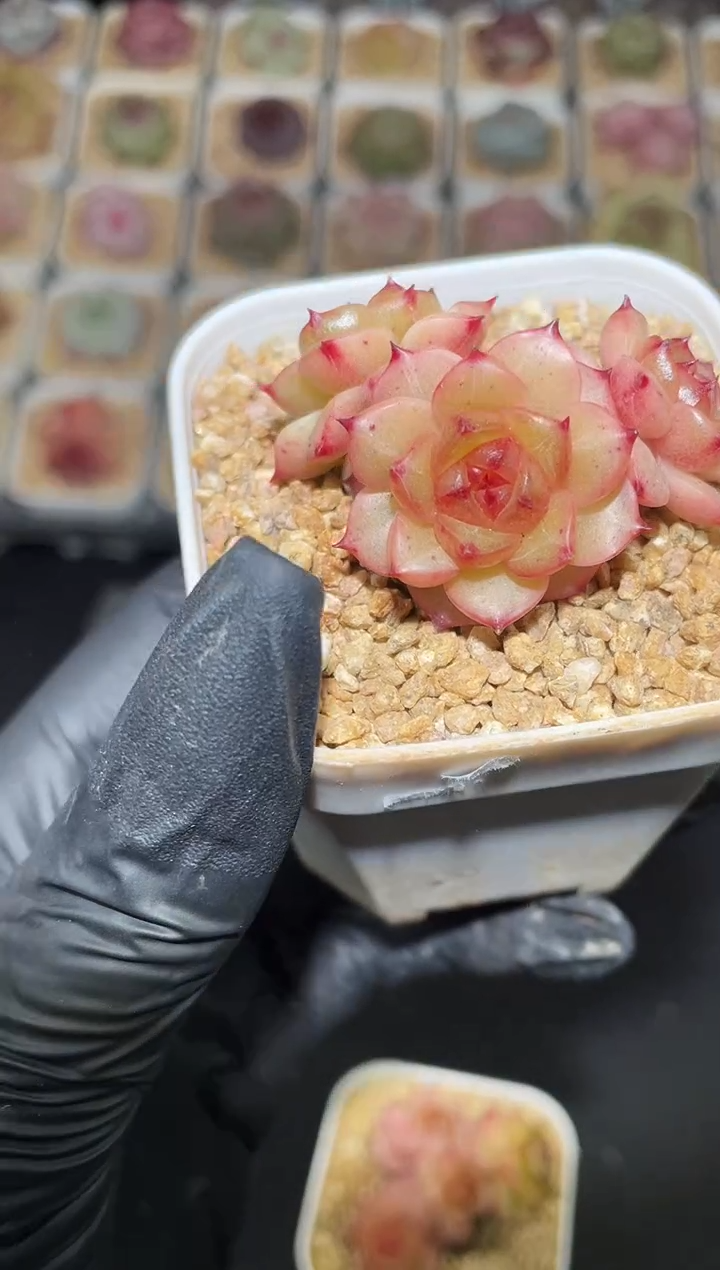 闪购2815 琉璃群多肉一颗  