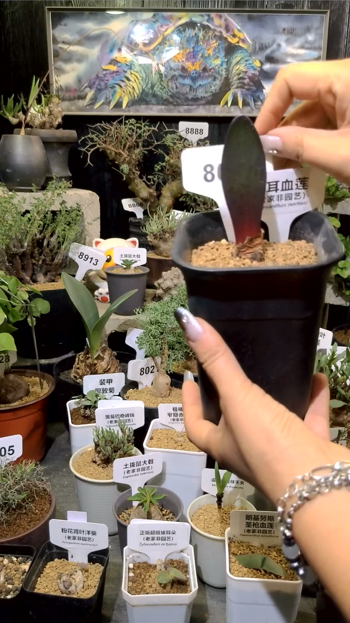 号1204象耳血莲带盆