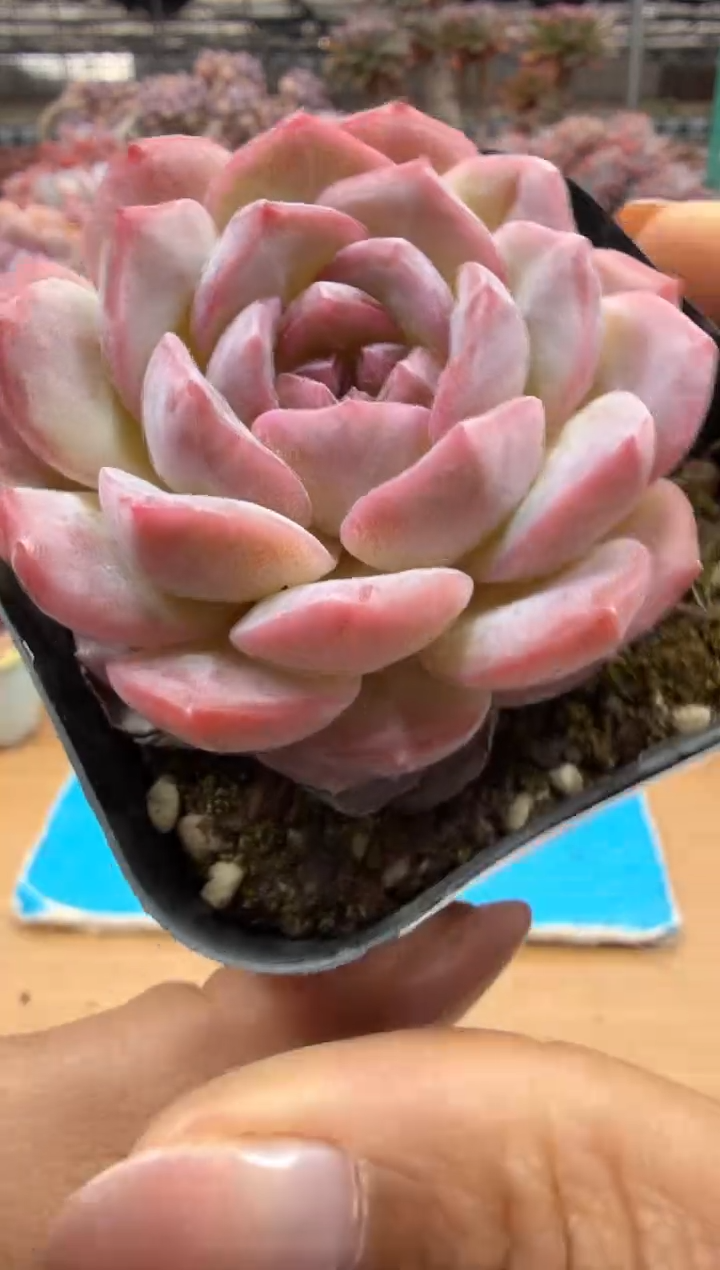 东云多肉园二店-125