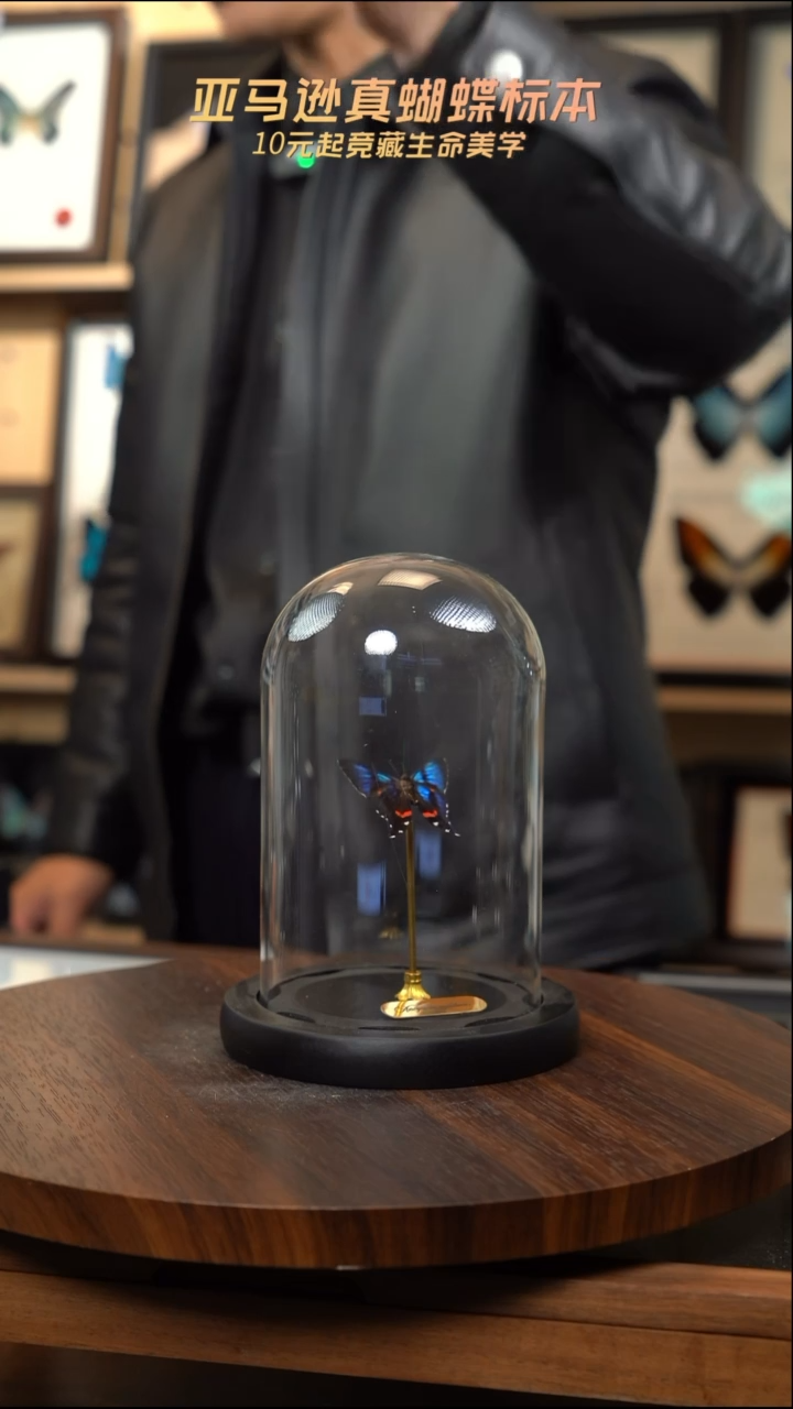 弧曲蚬蝶玻璃罩款