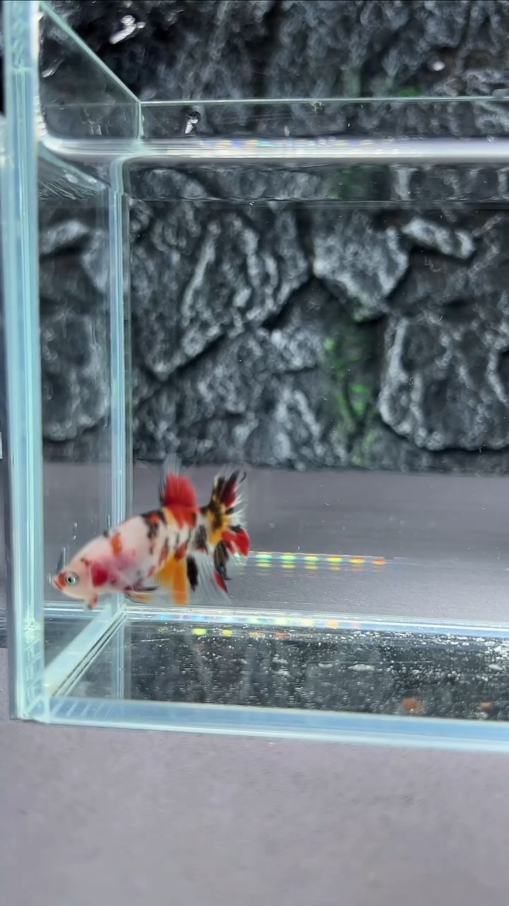 斗鱼竞拍链接A043