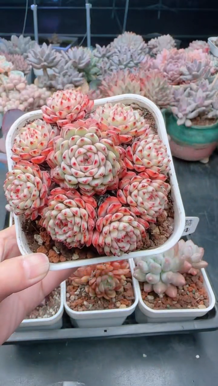 【闪购商品】8176姬莲