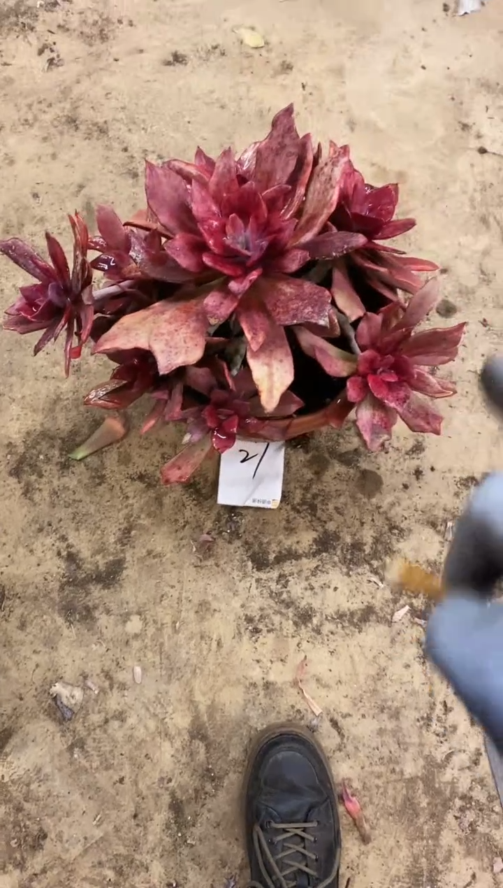 【闪购商品】27号多肉￥80