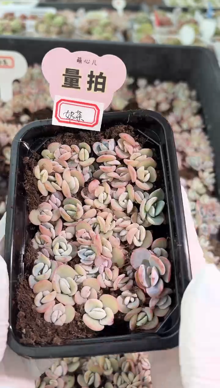 奶茶切糕1盒 量拍多肉植物