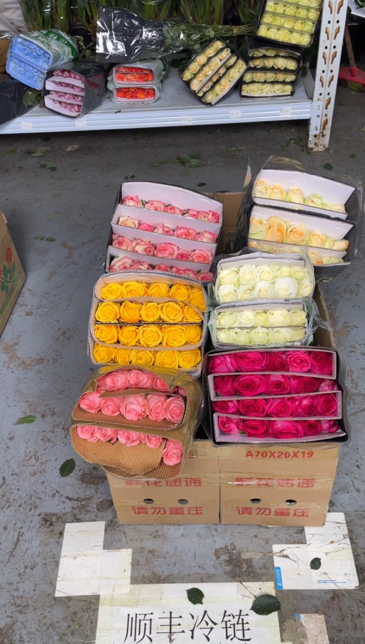 单头玫瑰60枝（任意3个品种）