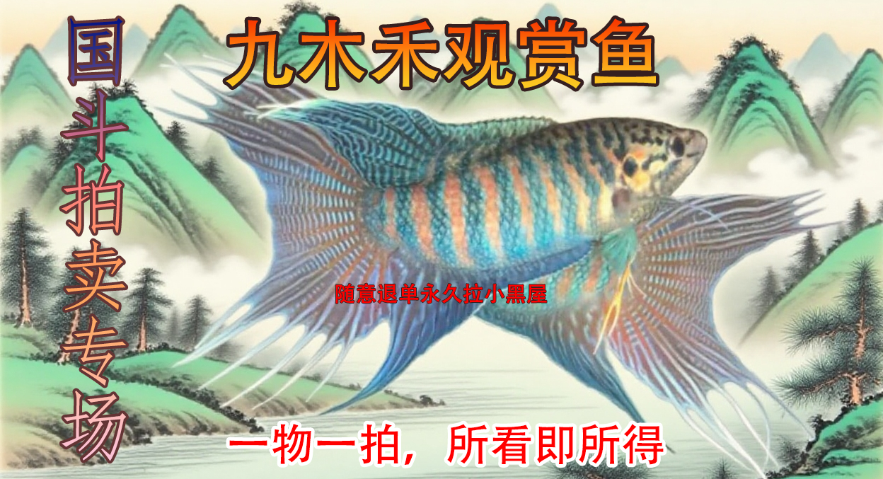 中国斗鱼活体冷水观赏鱼好养活无需打氧适合新手养殖