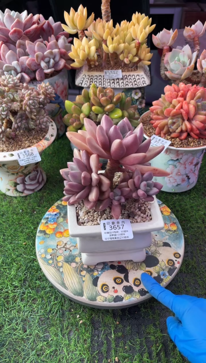 熠*昆明印象多肉3657的盆