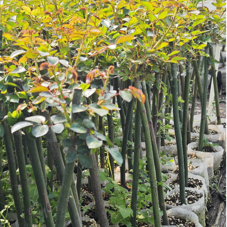 4棵起拍棒棒糖月季