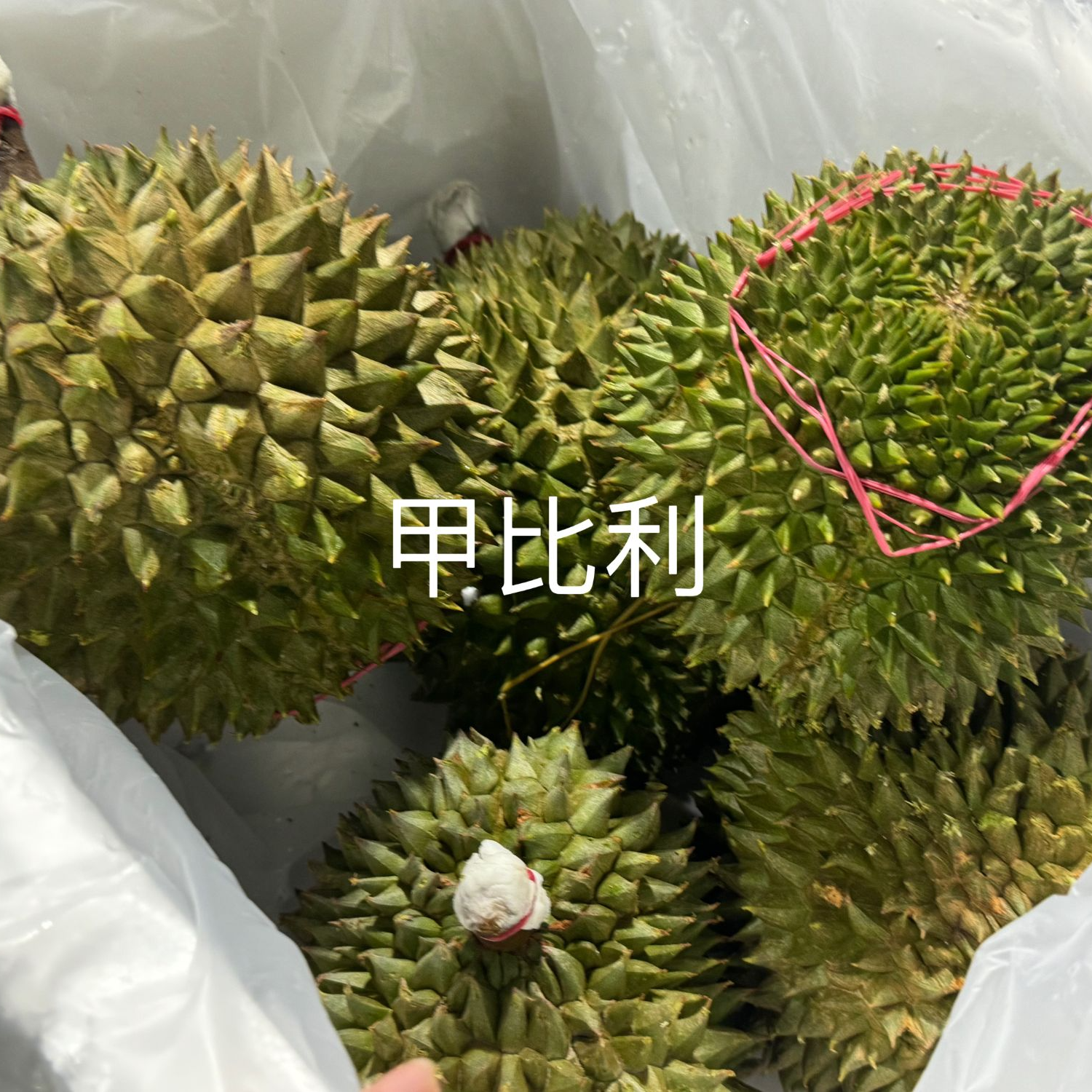 马来西亚小品种榴莲鲜果 松鼠王红虾东来甲必利猫山王太元 顺丰