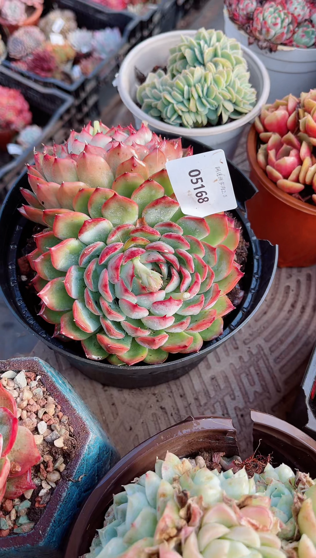 【闪购商品】05168