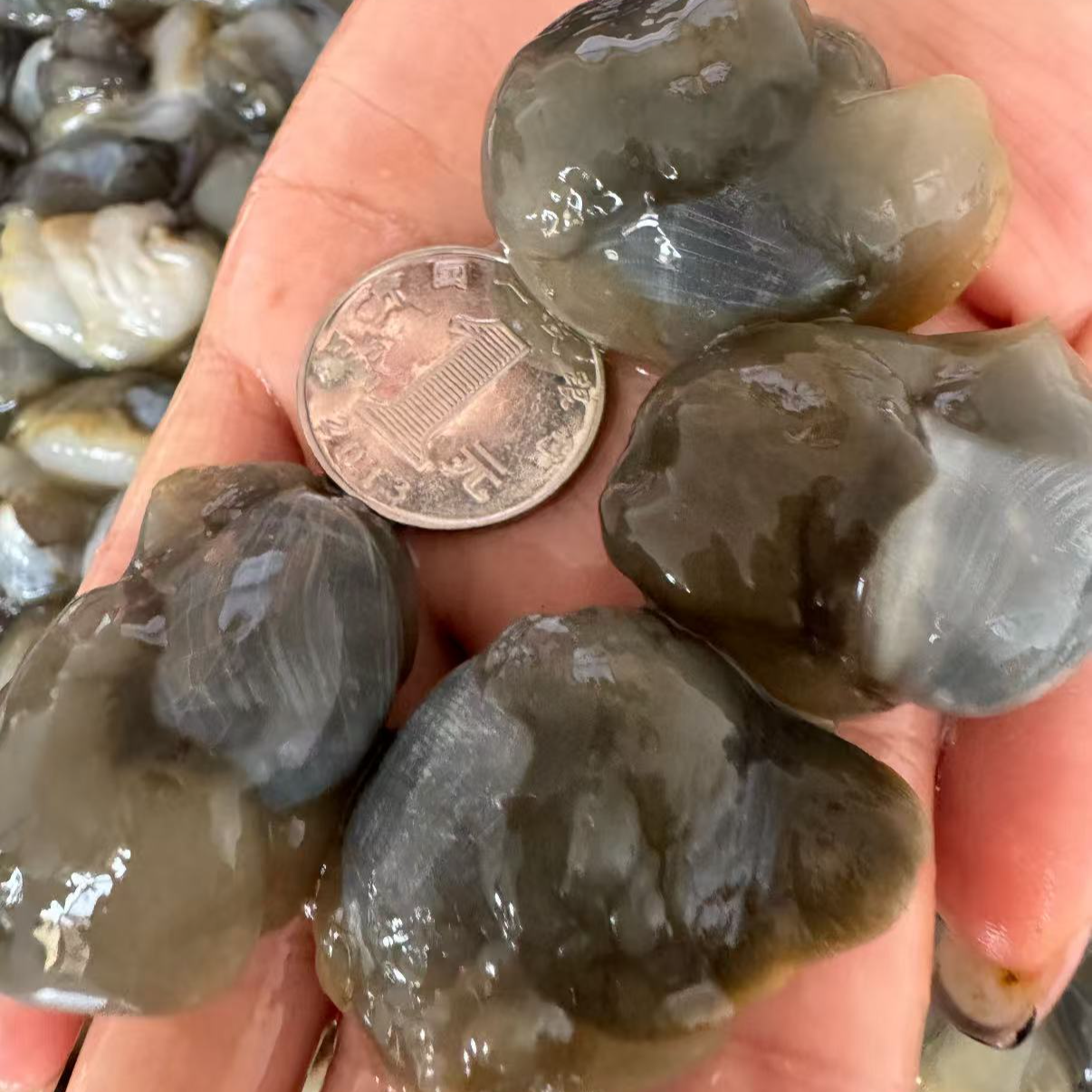 东港滩涂当天现捡鲜活冷水黄边大泥螺已吐过沙到手保鲜保活鲜灵