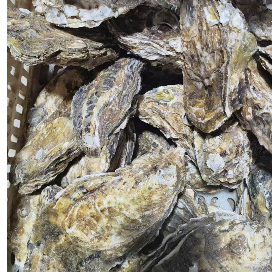 大生蚝保肥（五斤 单个五两左右）顺丰发货