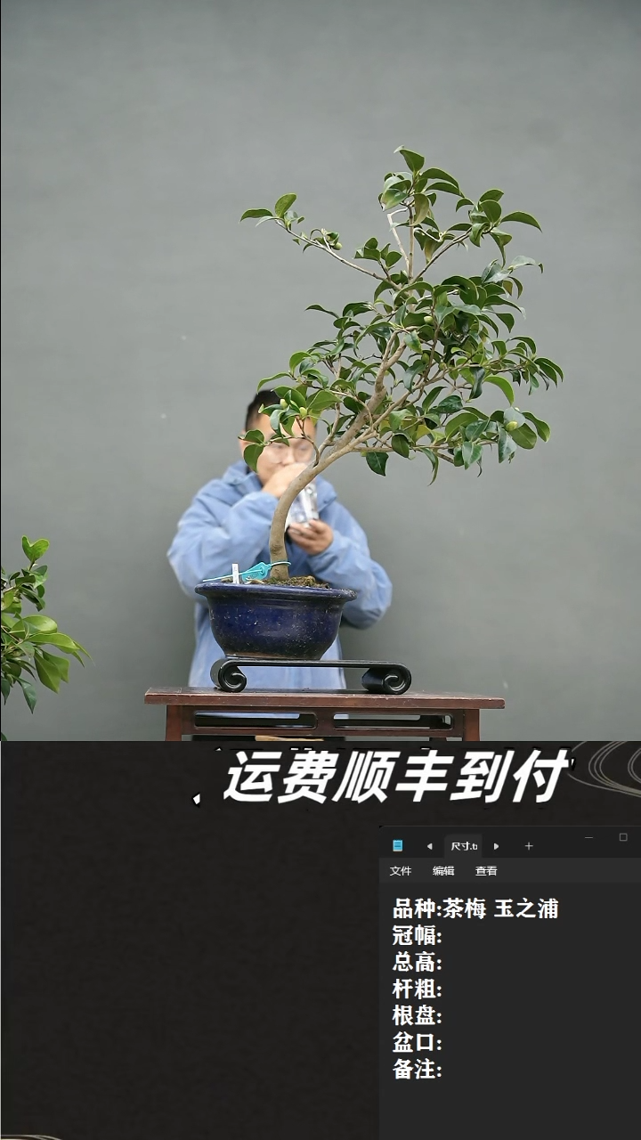 【闪购商品】18  茶梅 玉之浦