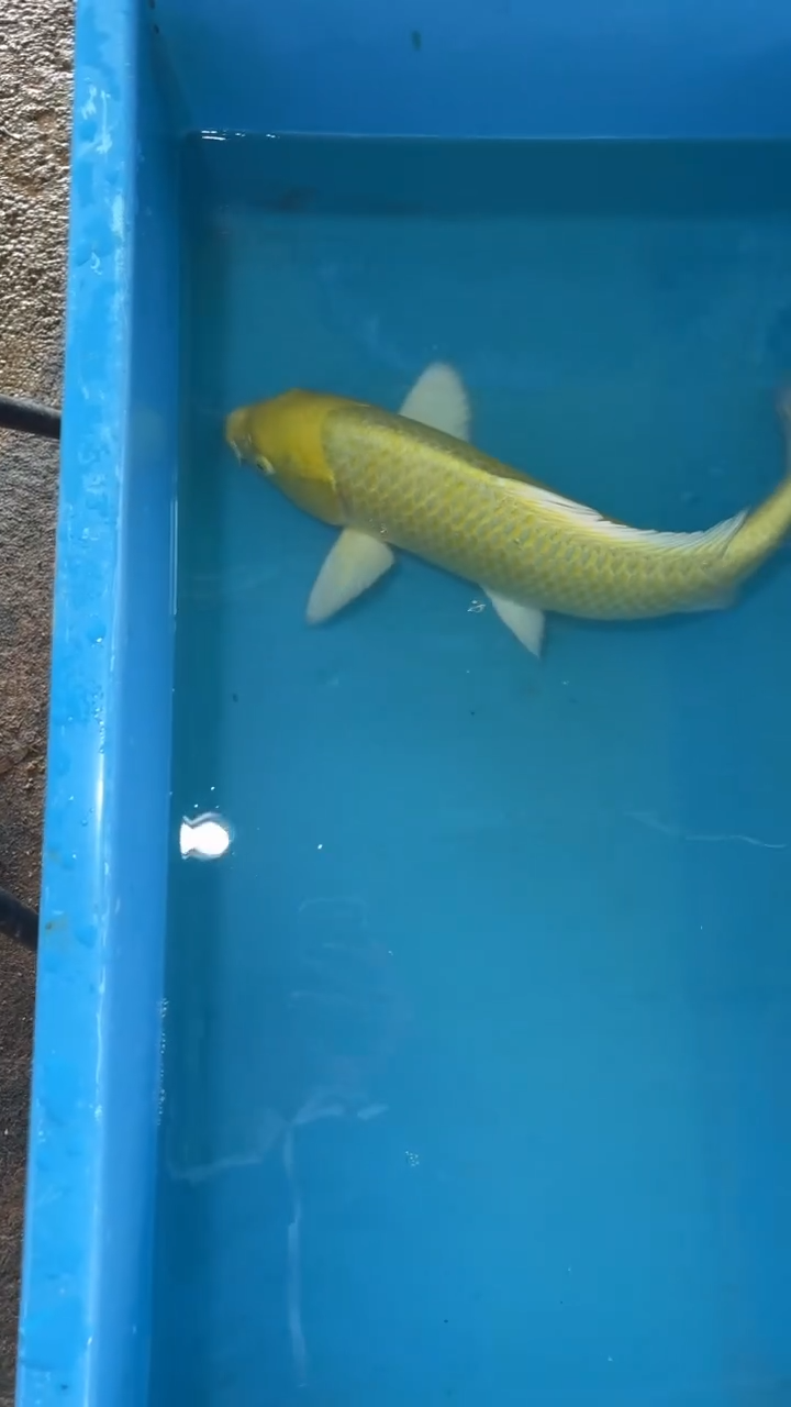 锦鲤太饱锦鲤36cm-48cm不包邮到付具体尺寸和品类以直播间为准