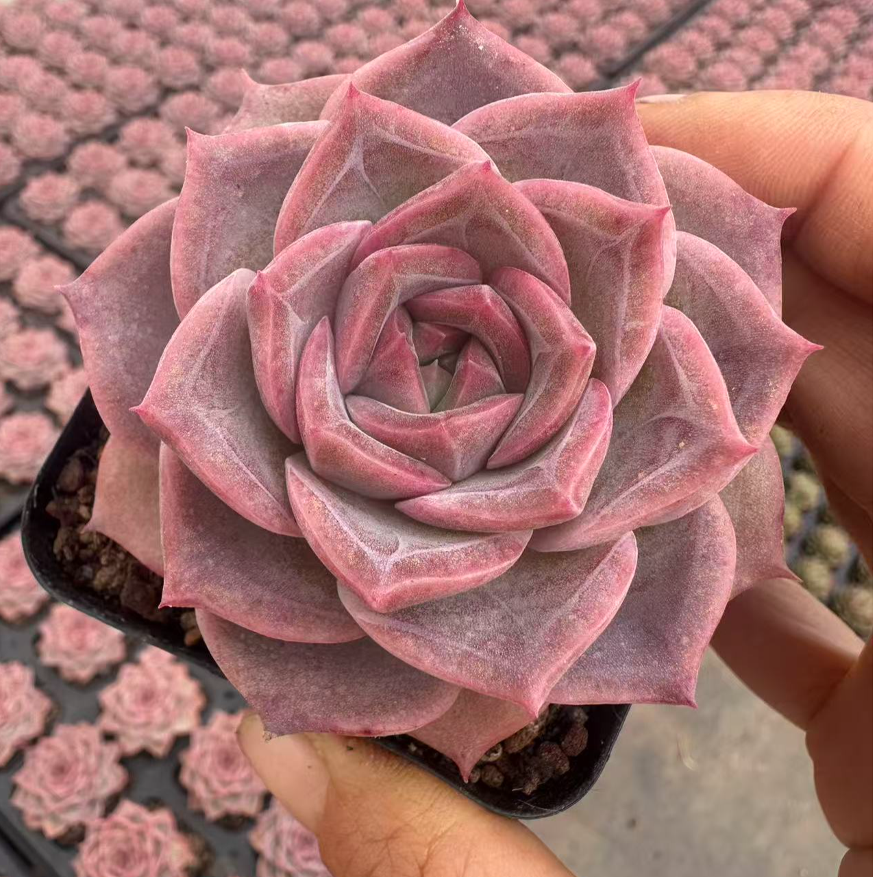 7#梦蝶多肉植物  前男友精品多肉