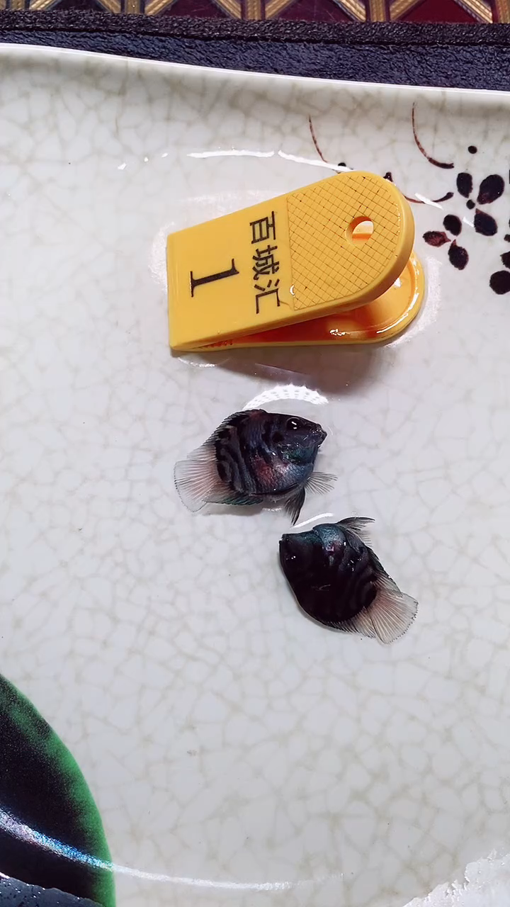 鹦鹉鱼99999999999