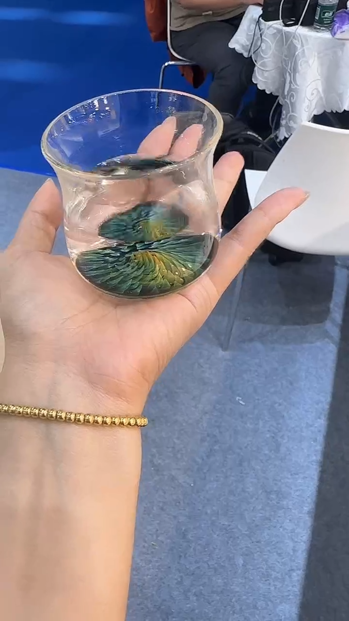 祈福主人杯绿凤尾