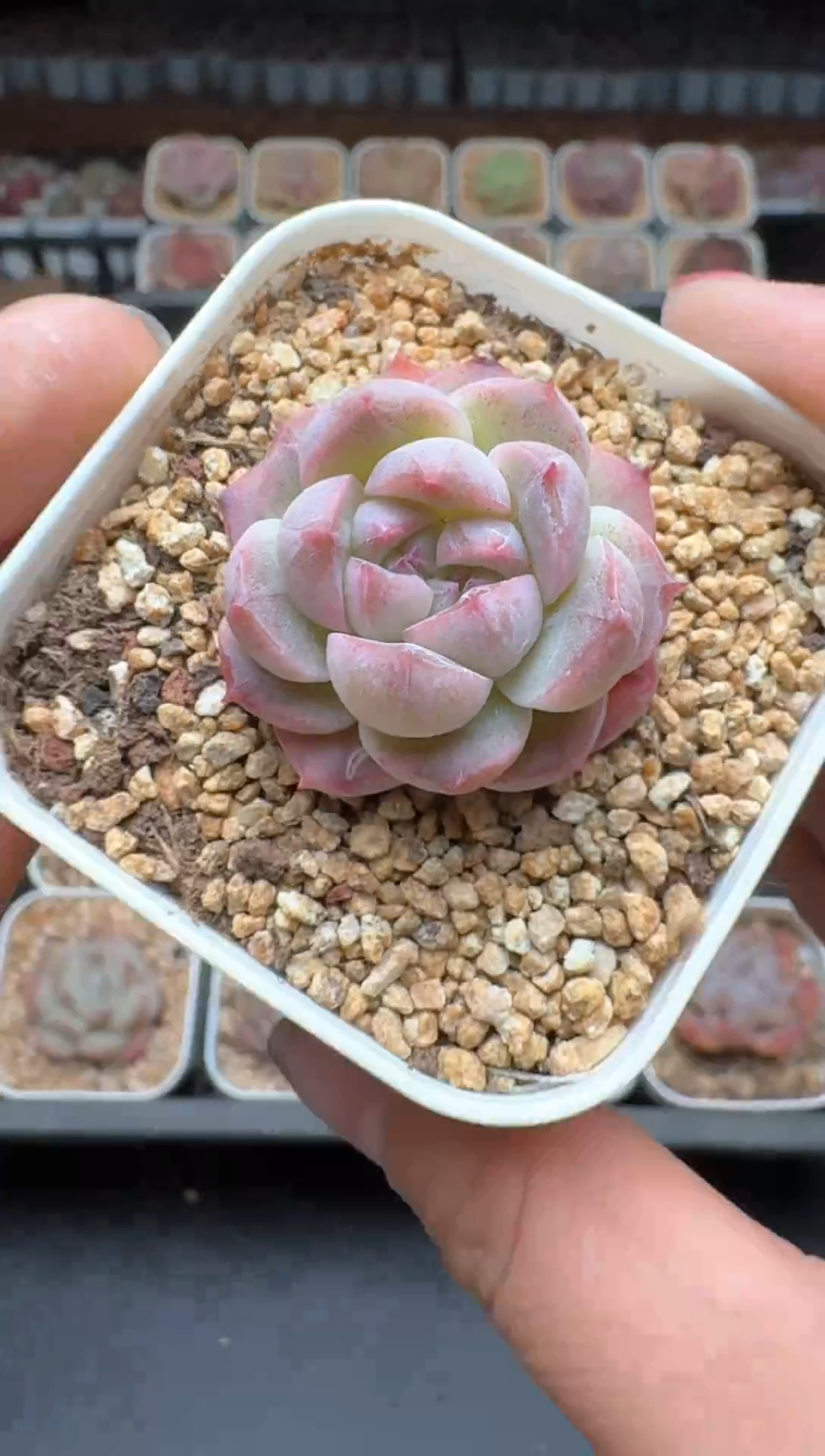 【闪购商品】196B物拍多肉带盆土6.5杯拍3颗包柚