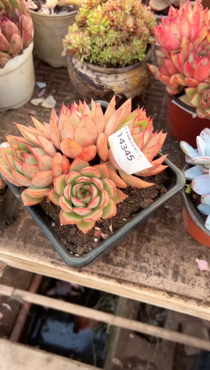 我****…多肉植物一物一拍14345