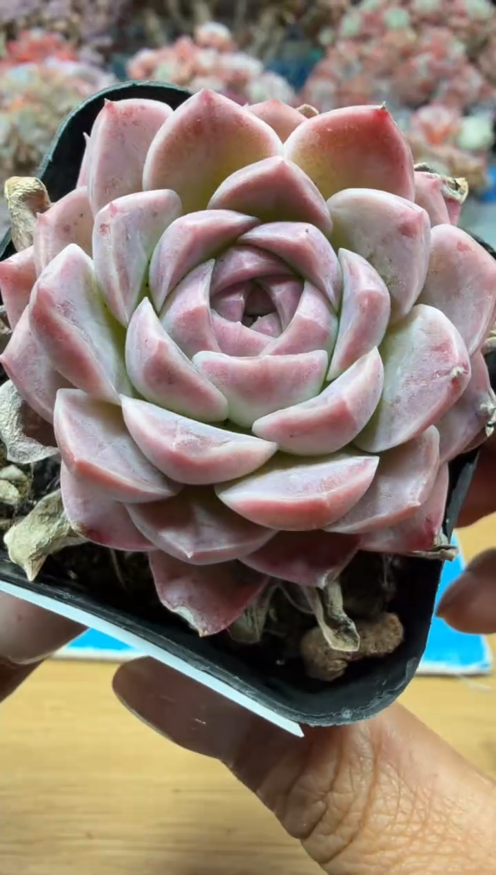 东云多肉园二店-18