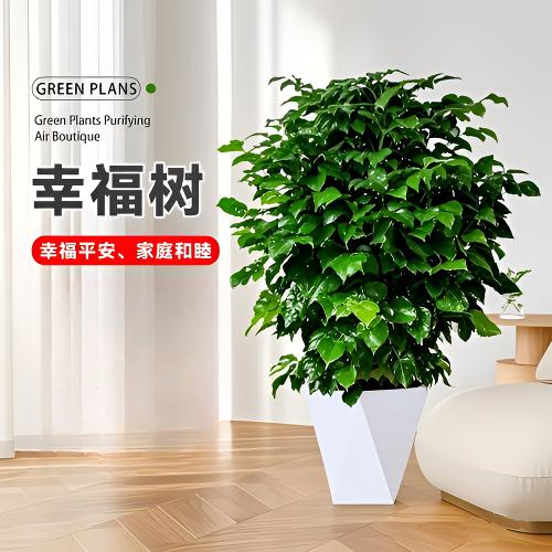 丛生幸福树 丛生绿宝 室内室外绿植盆栽花卉 四季常青 60-70cm高