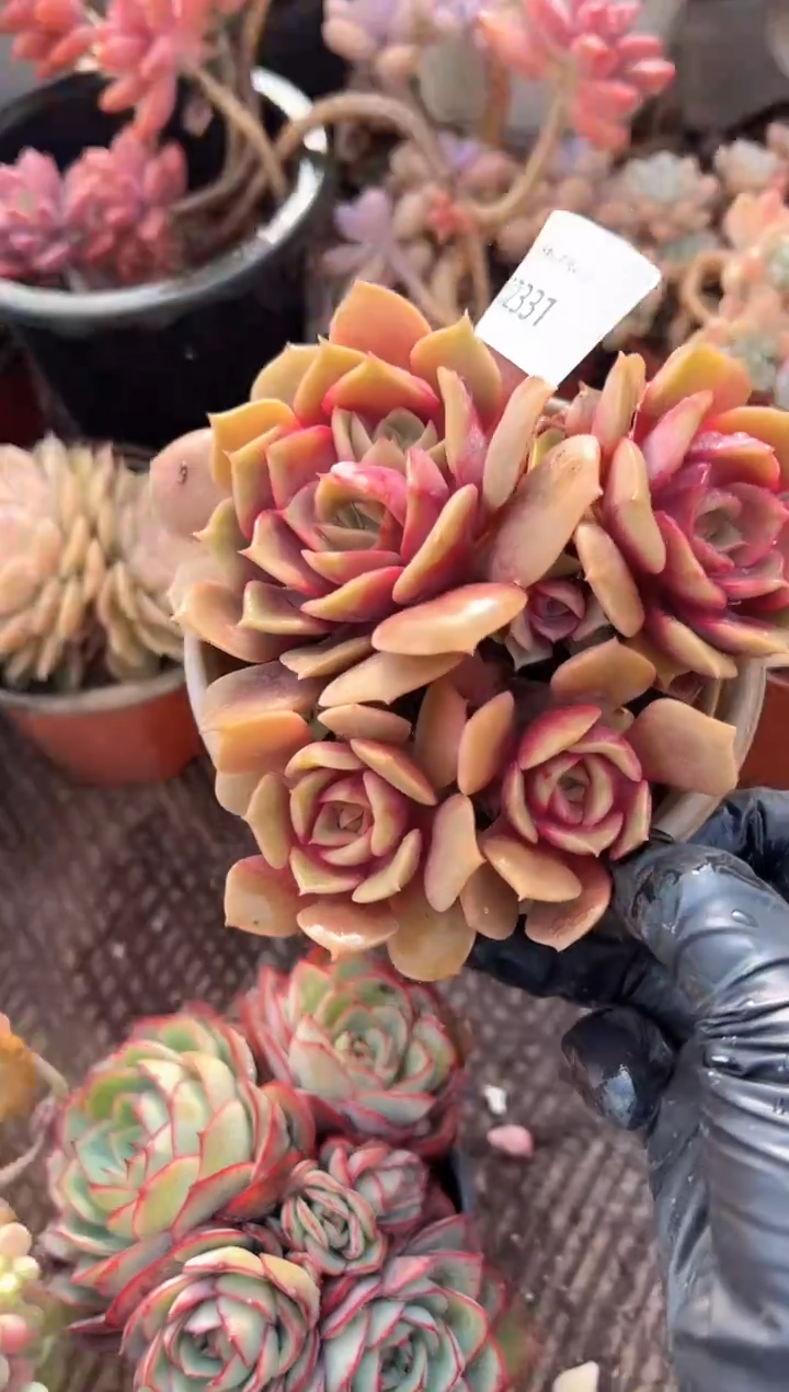 哎**°多肉植物一物一拍02331